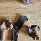 Had a truck load of sirt delivered for some new garden beds. Wasn’t expecting to find stuff in the dirt, definatly not bones! – Reddit Post