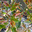 Sad photinias – please help!