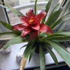 How can I help this plant? – Reddit Post