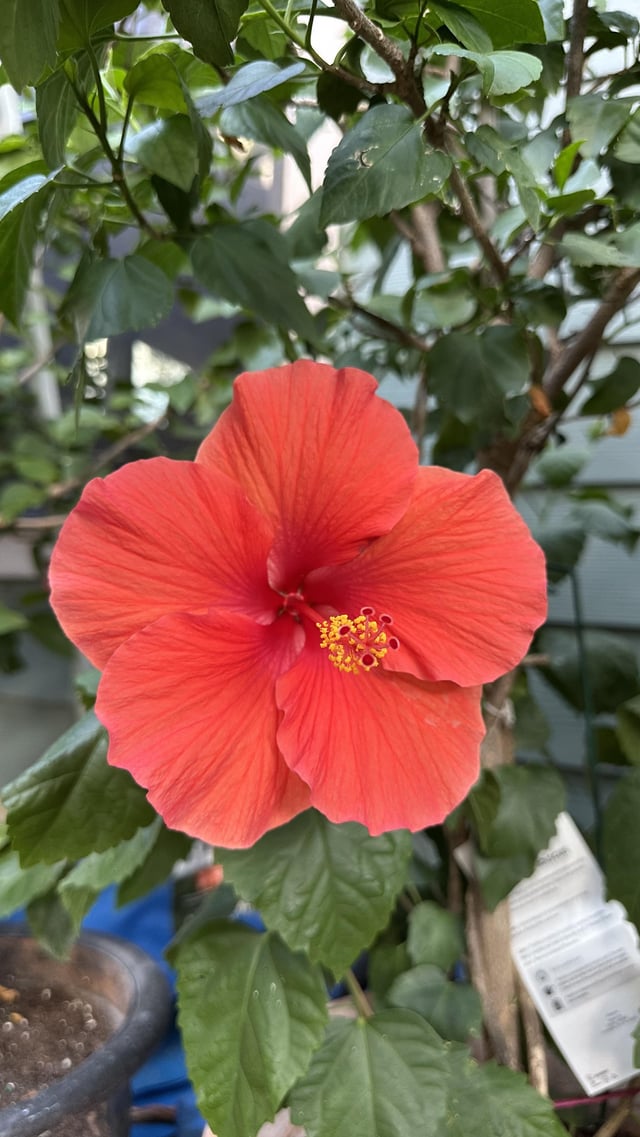 Our hibiscus gave us a beautiful bloom today. Isn’t she beautiful? – Reddit Post