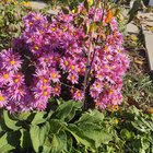 Let it rain with mums – Reddit Post
