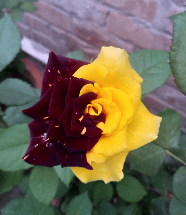 My rare tiger rose! – Reddit Post