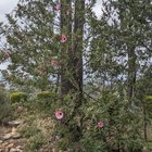 How to get this native hibiscus back on track
