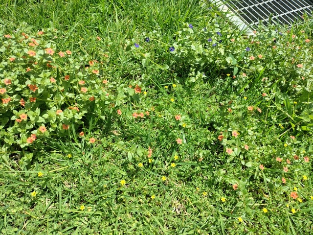 Is there a reason apart from aesthetics I should remove these plants?