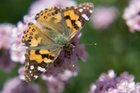 My Chamelaucium uncinatum has been in bloom and attracting lots of butterflies and bees
