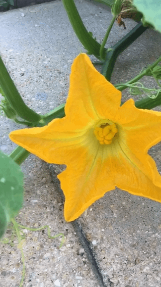 Remember that pumpkin plant growing out of a crack in my driveway? – Reddit Post