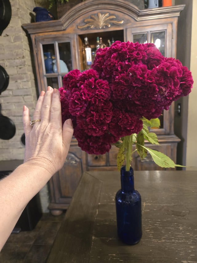 Humongous celosia – Reddit Post