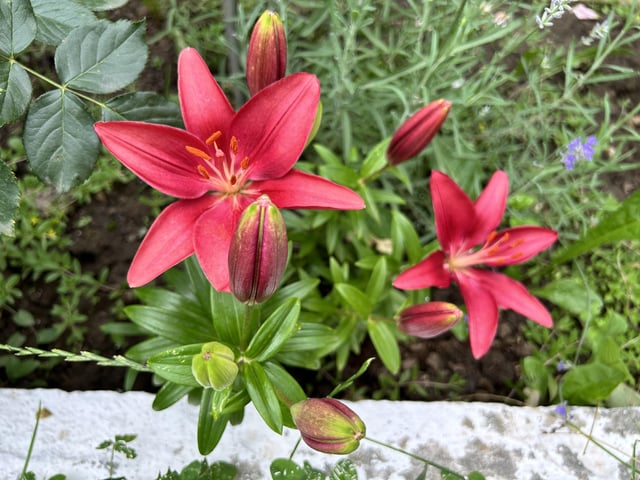 My dad’s lillies ❤️ – Reddit Post
