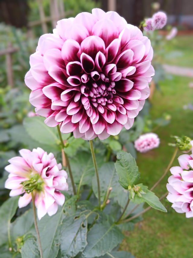 Loved growing Dahlias this year – Reddit Post