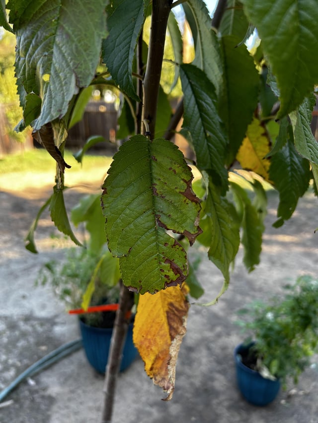 Black Tartarian Cherry Leaves – Reddit Post
