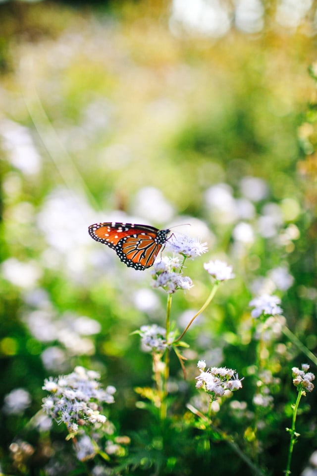 Visited a local perennial test garden today! – Reddit Post