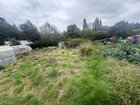 Severely overgrown allotment, beginner needs help!
