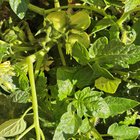 San Marzano tomato bushes