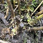 Is this crown gall on my perennial phlox?