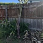 Can I replant giant birds of paradise?