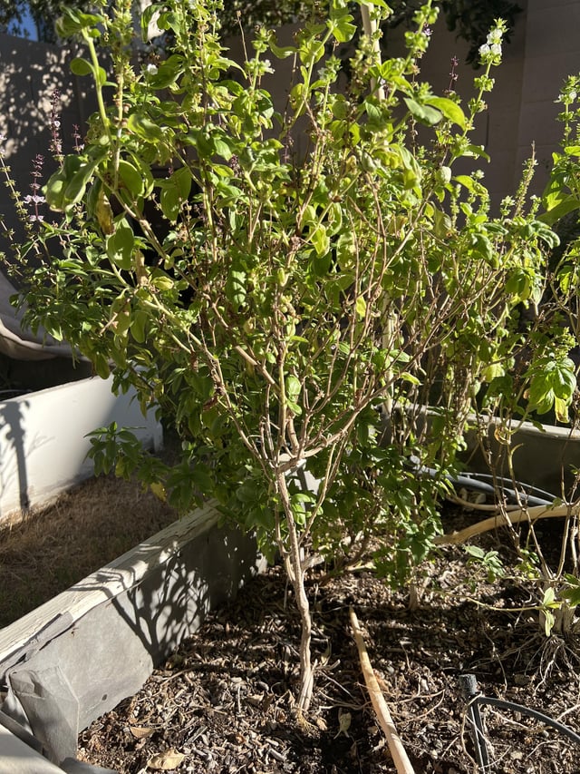 Basil Plant – Reddit Post