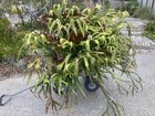 What do I do with this monster?