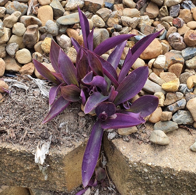 What is this plant and how do i get rid of it