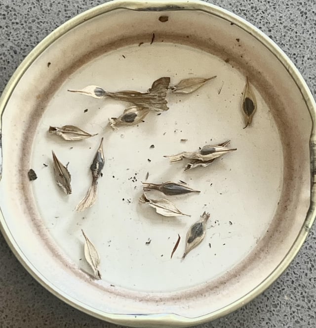 Zinnia seed disease? – Reddit Post