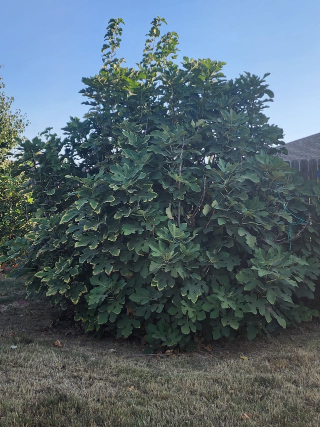 Identify, please. OKC, 7b – Reddit Post