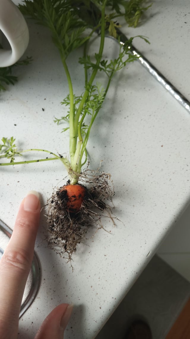 First attempt at carrots lol – Reddit Post