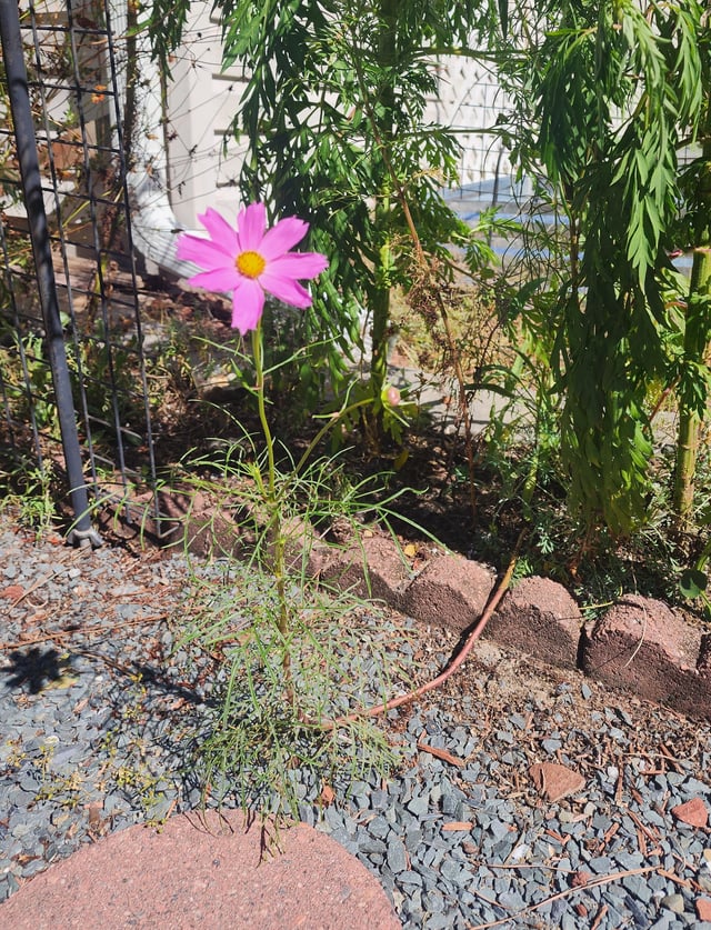 I guess this lil guy doesn’t approve of my flower bed – Reddit Post