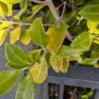 Advice: Ficus hillii Flash