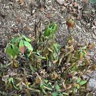 What’s wrong with my rhododendron? Is this normal for the fall? Or is it dying? (NY 7b) – Reddit Post