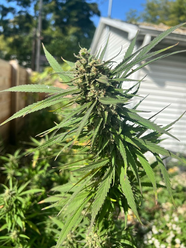 First cannabis plant – Reddit Post