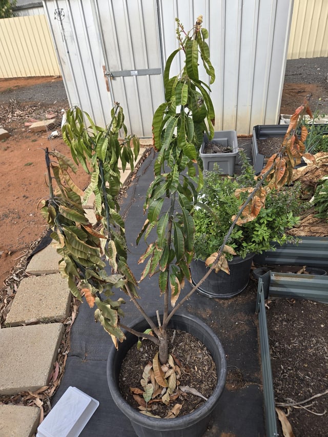 Why are the the branches on my potted mango wilting and dying?