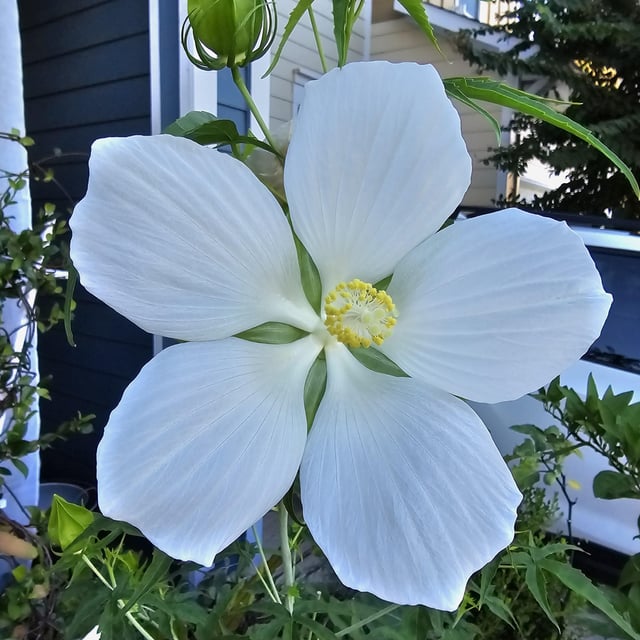 White Texas Star – Reddit Post