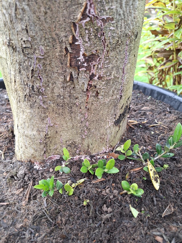 Hello. There’s a pink Fungus on the base if this potted Olive tree . Anything to worry about
