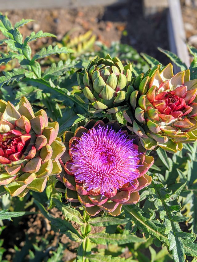 I love growing artichokes. They’re delicious and beautiful. – Reddit Post