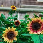 Sunflower Beauties 🌻 – Reddit Post