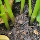 Is this black leg on my potatoes? – Reddit Post