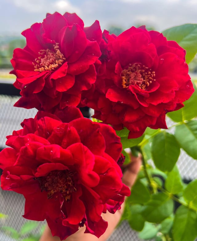 My roses has bloomed beautifully ❤️ – Reddit Post
