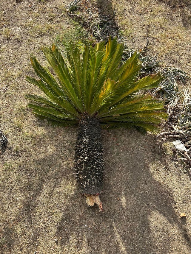 Sego Palm ripped out with truck, will it regrow without any roots? Or is it ruined? – Reddit Post