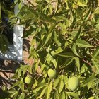 What is this little fruit thing? Started growing on a vine out if nowhere. – Reddit Post