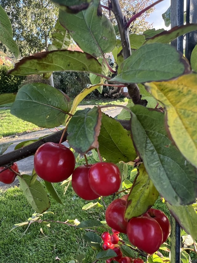 These are too perfect to be cherries?!