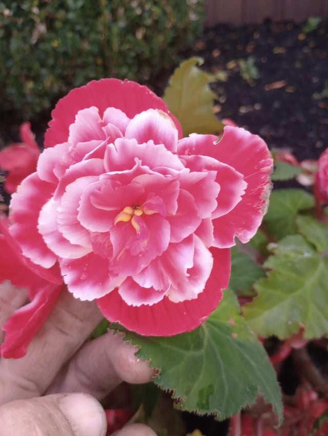 I love this flower – Reddit Post