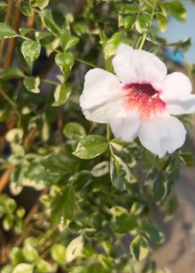 bower wine 🌸 – Reddit Post