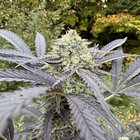 Couldn’t be happier with this years crop. 😊 – Reddit Post