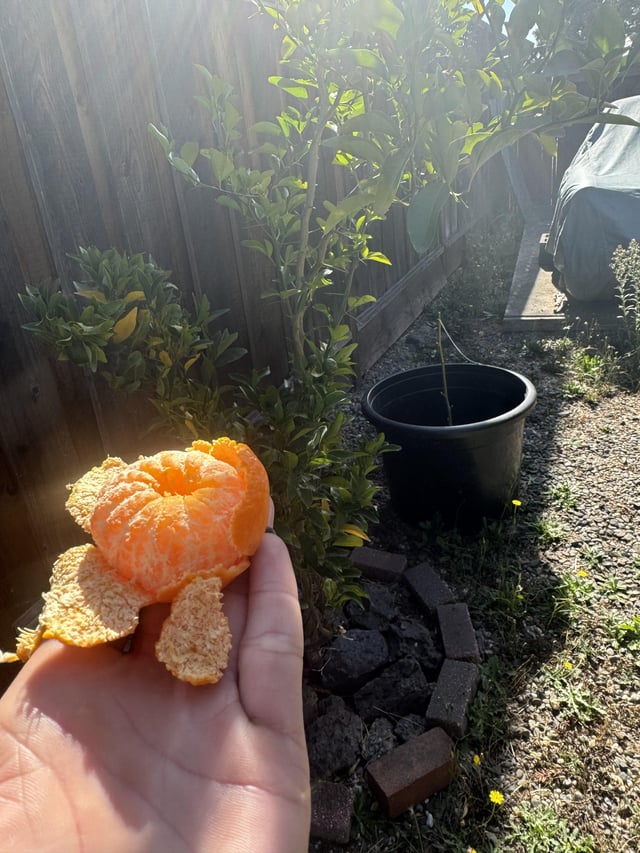 Mandarin tree 😌only took 8 years to get fruit finally 🫶🏻, it was delicious!!! – Reddit Post
