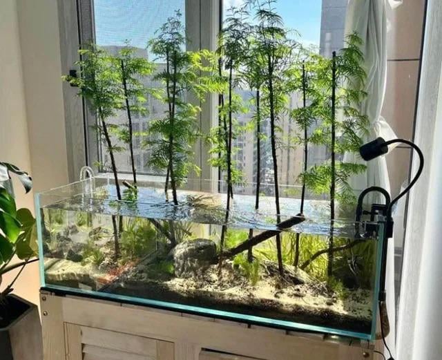 Growing bald cypress trees from seeds – Reddit Post