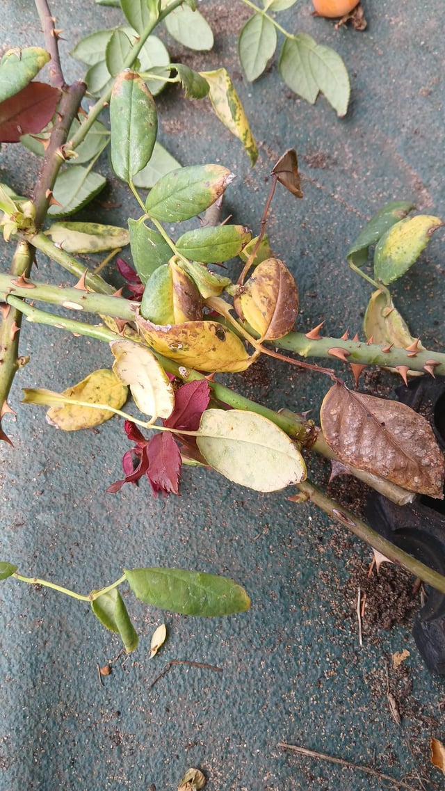 Remove rose bush?