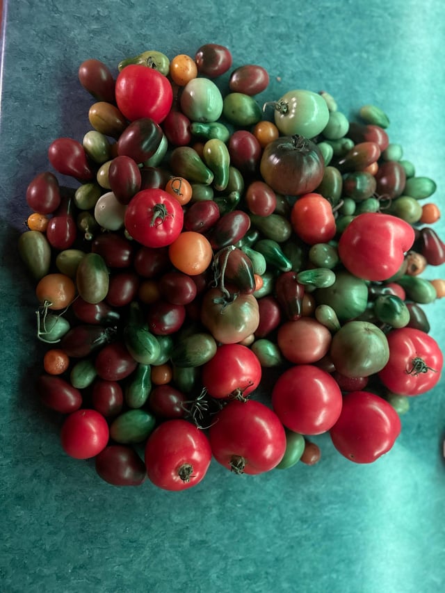 Tomatoes of the day – Reddit Post