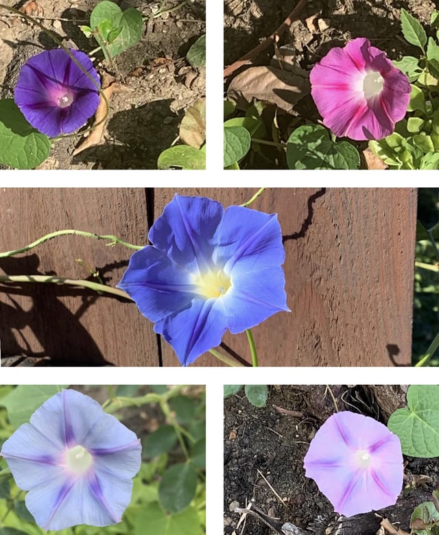 I got 5 colors of morning glory from Dollar Tree seeds – Reddit Post