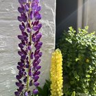 My first year of balcony gardening: some photos! – Reddit Post