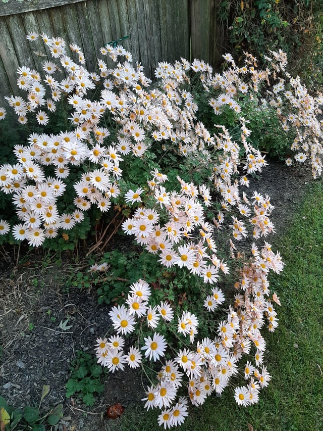 My last bloomer of the season, Sheffeild pink mums. Farewell to my 2024 gardens, I already miss you! – Reddit Post