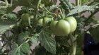 These were supposed to be cherry tomatoes – Reddit Post